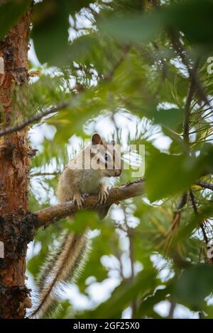 Young chipmunk sitting on a pine branch framed by green leaves Stock Photo