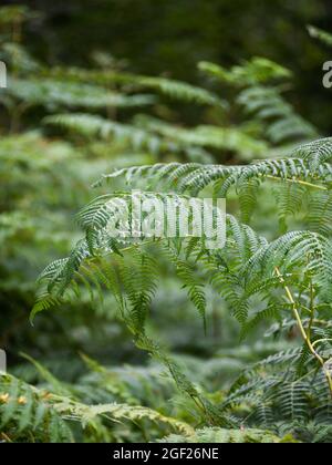 Background of defocused ferns in the forest Stock Photo