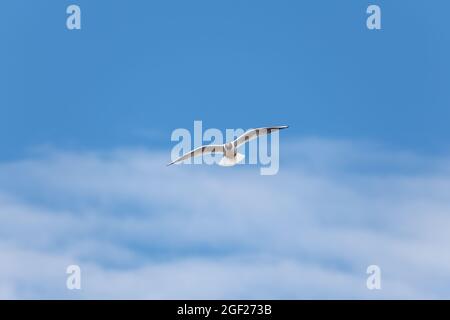 White tern with black head flies against the background of clouds in the blue sky Stock Photo