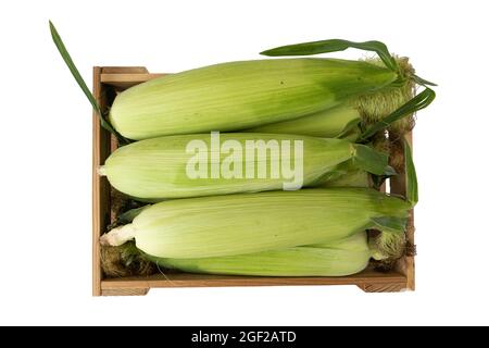 corn cobs with green leaves in box isolated on white background, top view Stock Photo