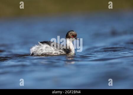 Silvery Grebe; Podiceps occipitalis; Swimming; Falklands Stock Photo