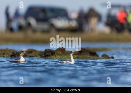 Silvery Grebe; Podiceps occipitalis; Swimming; Pebble Island; Falklands Stock Photo