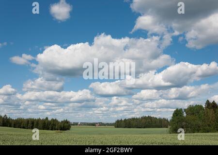 Fields of Wheat in Vammala Finland Stock Photo