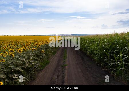Road between sunflower and corn fields Stock Photo