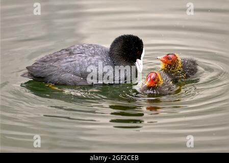 Closeup Eurasian Coot (Fulica atra) feeding its two chiks on water Stock Photo