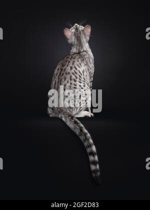 Excellent Egyptian Mau cat, sitting backwards on edge. Looking up and tail hanging over edge showing pattern and dorsal stripe. Isolated on a black ba Stock Photo