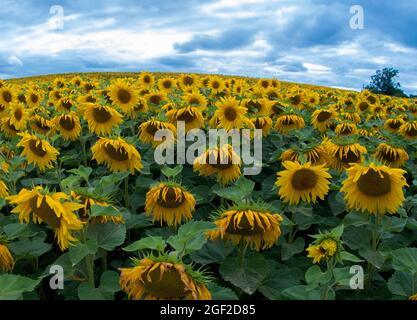 Sunflower Field In/Near Redditch, Worcs. UK. Lots of lovely bright sunflowers - though they are starting to droop now! Stock Photo