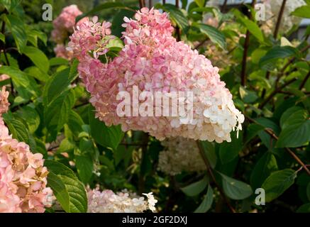 Pink and white panicle hydrangea flowers.  Hydrangea paniculata. Stock Photo