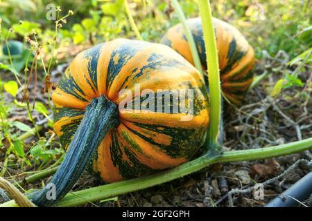 Pumpkins on pumpkin patch. Autumn winter squashes garden. Stock Photo