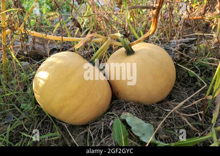 Pumpkins on pumpkin patch. Autumn garden. Stock Photo
