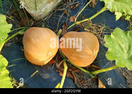 Winter squashes fruits on pumpkin patch. Autumn garden. Stock Photo