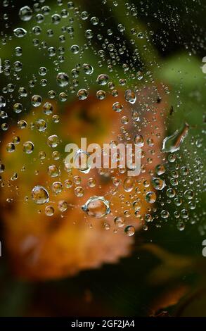 Raindrops on spider web. Stock Photo