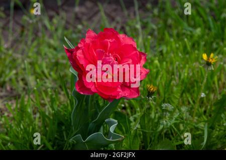 Beautiful blooming bright red peony tulip growing in the garden. Spring flowers.