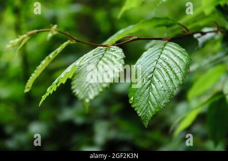 Carpinus betulus, green leaves and foliage of the European or Common Hornbeam, tree of the birch family Betulaceae Stock Photo
