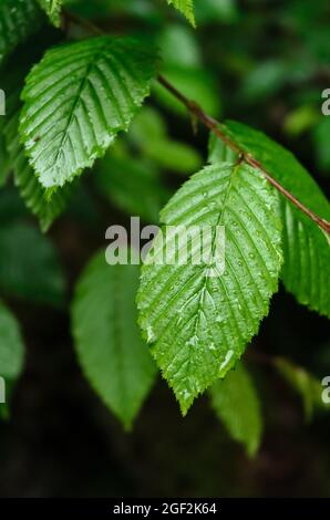 Carpinus betulus, green leaves and foliage of the European or Common Hornbeam, tree of the birch family Betulaceae Stock Photo