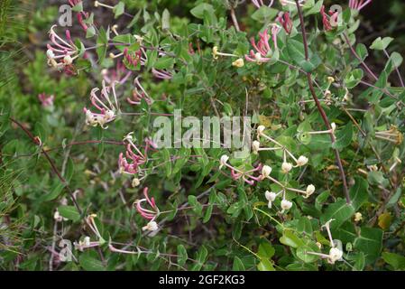 Wild Honeysuckle, Lonicera implexa, asa Evergreen Honeysuckle or Mediterranean Honeysuckle Stock Photo