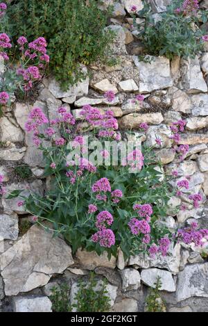 Red Valerian, Centranthus ruber, Growing on Dry Stone Wall Provence. Asa Spur Valerium, Kiss-me-quick, Fox's Brush, Devil's Beard or Jupiter's Beard Stock Photo