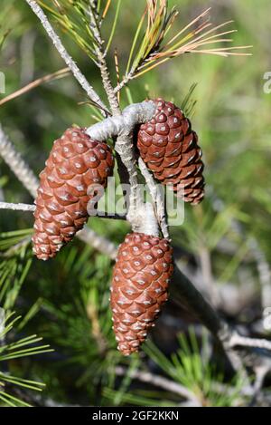 Aleppo Pine Cones, Conifer Cones or Seed Cones, Pinus halepensis Stock Photo