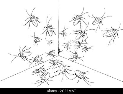 Cockroach crawling out of the corner graphic black white sketch illustration vector Stock Vector