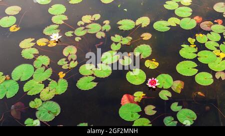 Green aquatic plants Nymphaea tetragona in a lake, blooming white and red flowers, Stock Photo