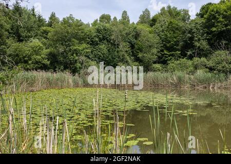 European yellow pond-lily, Yellow water-lily (Nuphar lutea), in a small pond in a floodplain forest, Germany, Bavaria Stock Photo