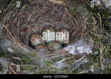 spotted flycatcher (Muscicapa striata), eggs in a nest in an old basket by the house , Germany Stock Photo
