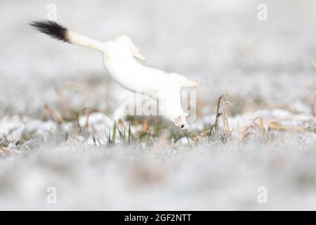 Ermine, Stoat, Short-tailed weasel (Mustela erminea), romping, hunting technique, Germany, Bavaria Stock Photo