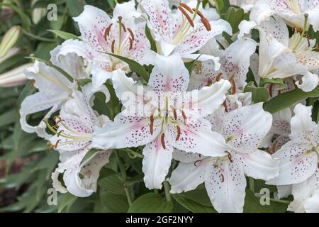 lily (Lilium 'Muscadet', Lilium Muscadet), flowers of cultivar Muscadet Stock Photo