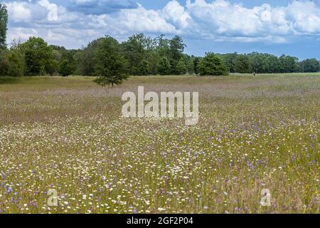 blue button, field scabious (Knautia arvensis), blooming in a meadow together with daisies, Germany, Bavaria, Isental Stock Photo