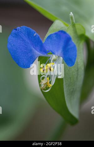 Asiatic dayflower, common dayflower (Commelina communis), flower Stock Photo