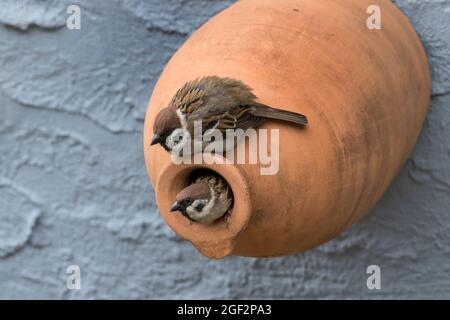 Eurasian tree sparrow (Passer montanus), pair at a nesting box made of clay , Germany Stock Photo