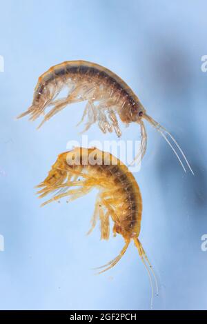 Lacustrine amphipod, Lacustrine shrimp, Freshwater shrimp, freshwater arthropod, freshwater amphipod (Gammarus roeseli und Gammarus pulex), both Stock Photo