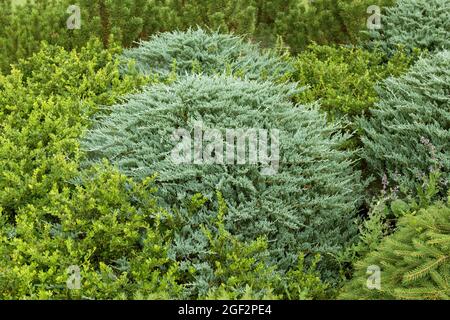 blue rug juniper, creeping juniper (Juniperus horizontalis Glauca Group ...