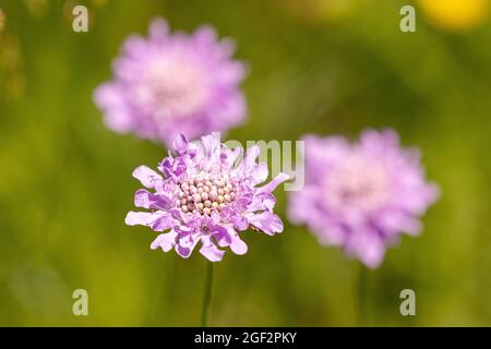 Small scabious, Lesser scabious (Scabiosa columbaria), flowers, Germany, Bavaria Stock Photo