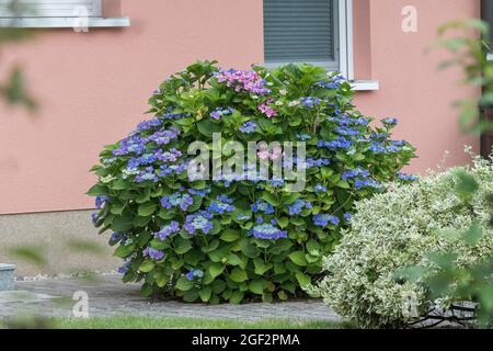 Garden hydrangea, Lace cap hydrangea (Hydrangea macrophylla 'Blaumeise', Hydrangea macrophylla Blaumeise), blooming cultivar Blaumeise Stock Photo