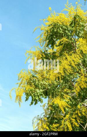 golden rain tree (Koelreuteria paniculata), blooming Stock Photo