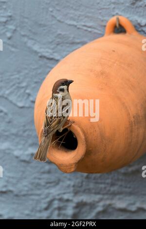 Eurasian tree sparrow (Passer montanus), on a nesting box made of clay , Germany Stock Photo