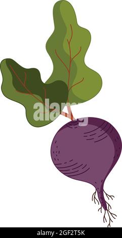 Vector illustration in a flat style of a purple beetroot isolated on a white background. Stock Vector