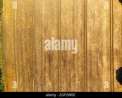 Aerial photo of wheat field ready for harvesting Stock Photo