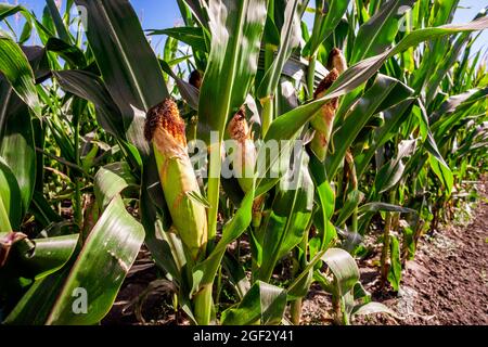 Corn field is damaged and drying because of long drought in summer ...
