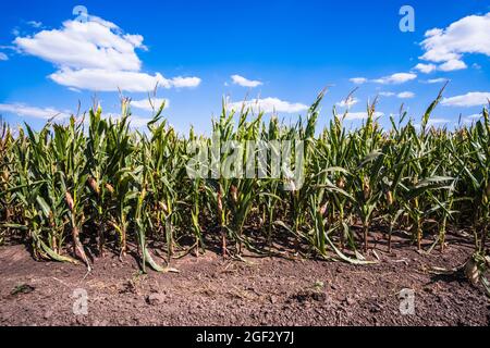 Devastated and dry corn field because of long drought in summer Stock ...