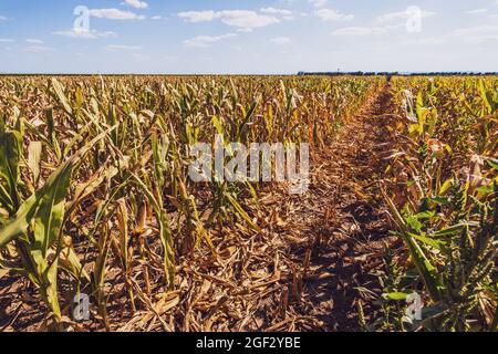 Devastated and dry corn field because of long drought in summer Stock ...