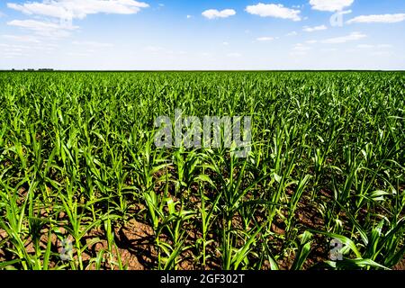 Corn field in summertime. Landscape image of green corn field with blue sky. Stock Photo