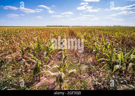 Devastated and dry corn field because of long drought in summer Stock ...