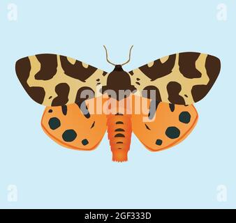 An illustration of a Garden tiger moth. The insect is depicted with his wings up. Pale blue background Stock Vector