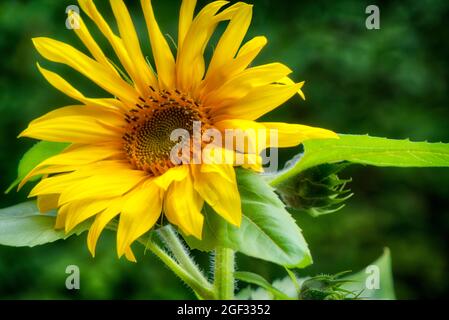 FLORA: Sunflower  (HDR-Photography, lat: Helianthus annuus) Stock Photo