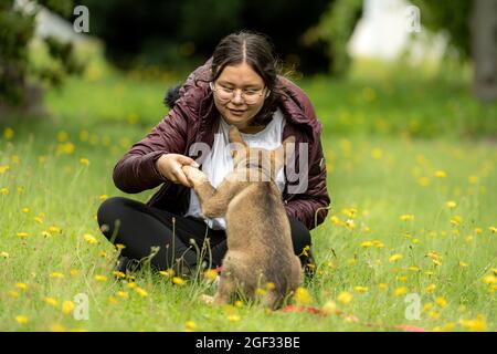 A teenage girl plays with a German Shepherd puppy. Green grass with yellow flowers Stock Photo