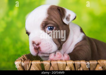 Funny American Bullies puppy is on basket Stock Photo