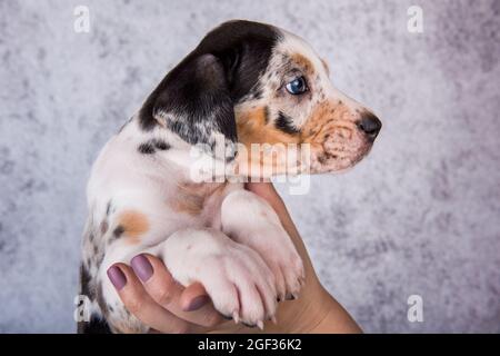 Louisiana Catahoula Leopard Dog puppy on hands Stock Photo