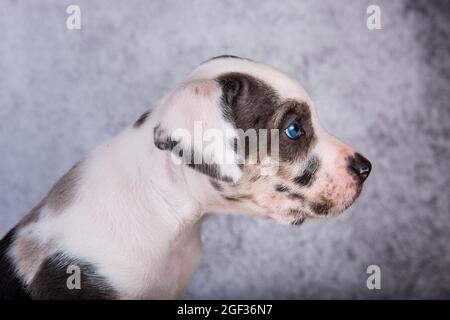 Louisiana Catahoula Leopard Dog puppy close up portrait Stock Photo